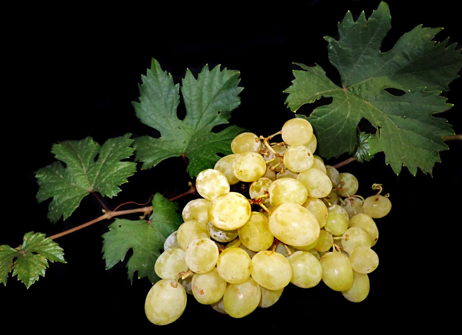Olympus TG-5 sample photo. Grapes, fruit, summer photography