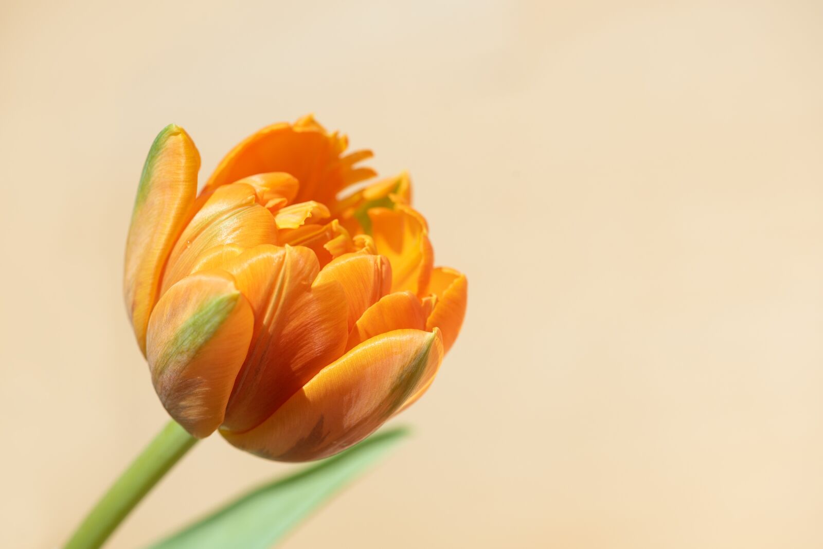 Nikon D750 sample photo. Tulip, flower, orange photography