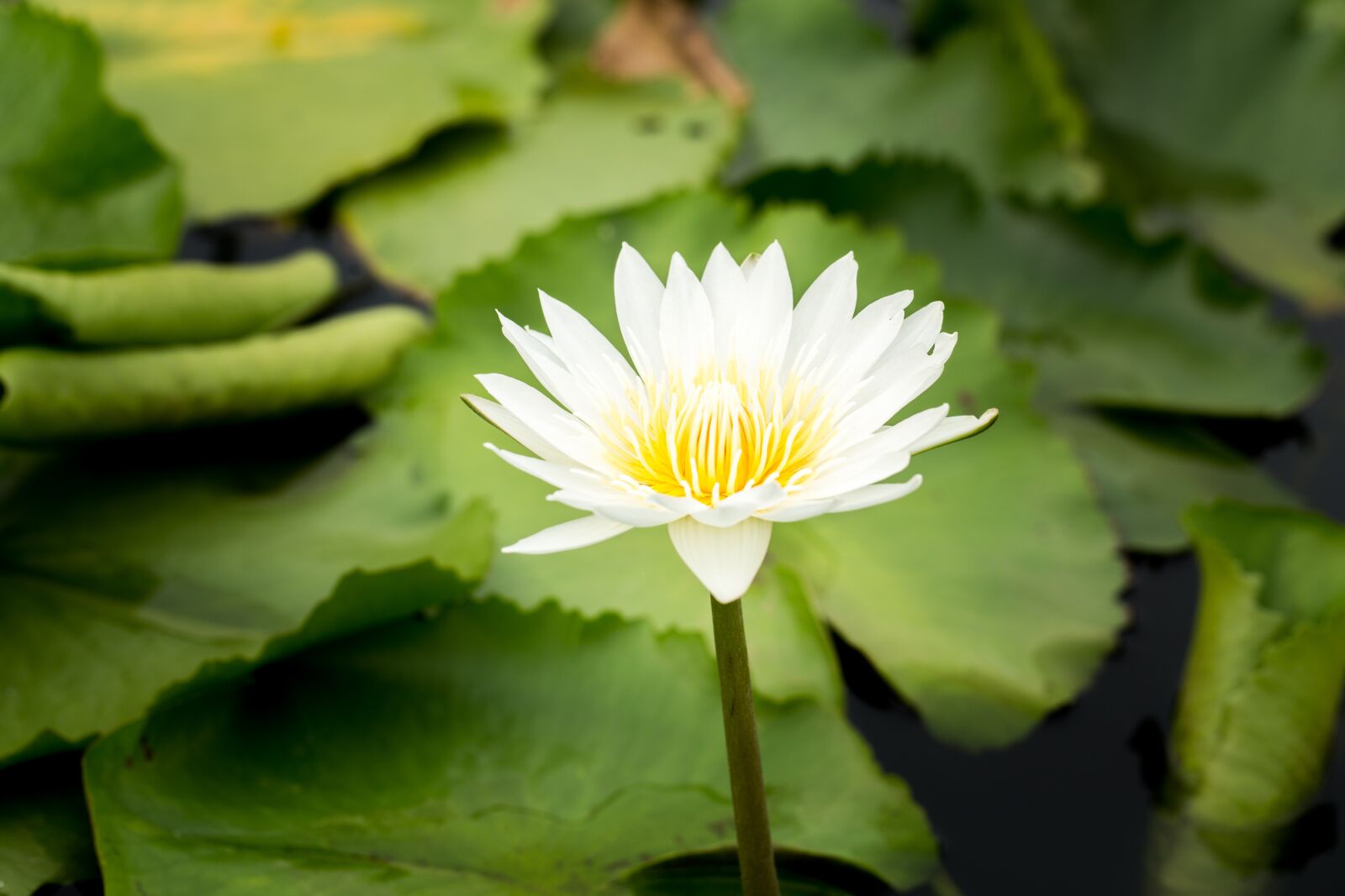 Canon EF 100mm F2.8L Macro IS USM sample photo. Water lily, nuphar lutea photography