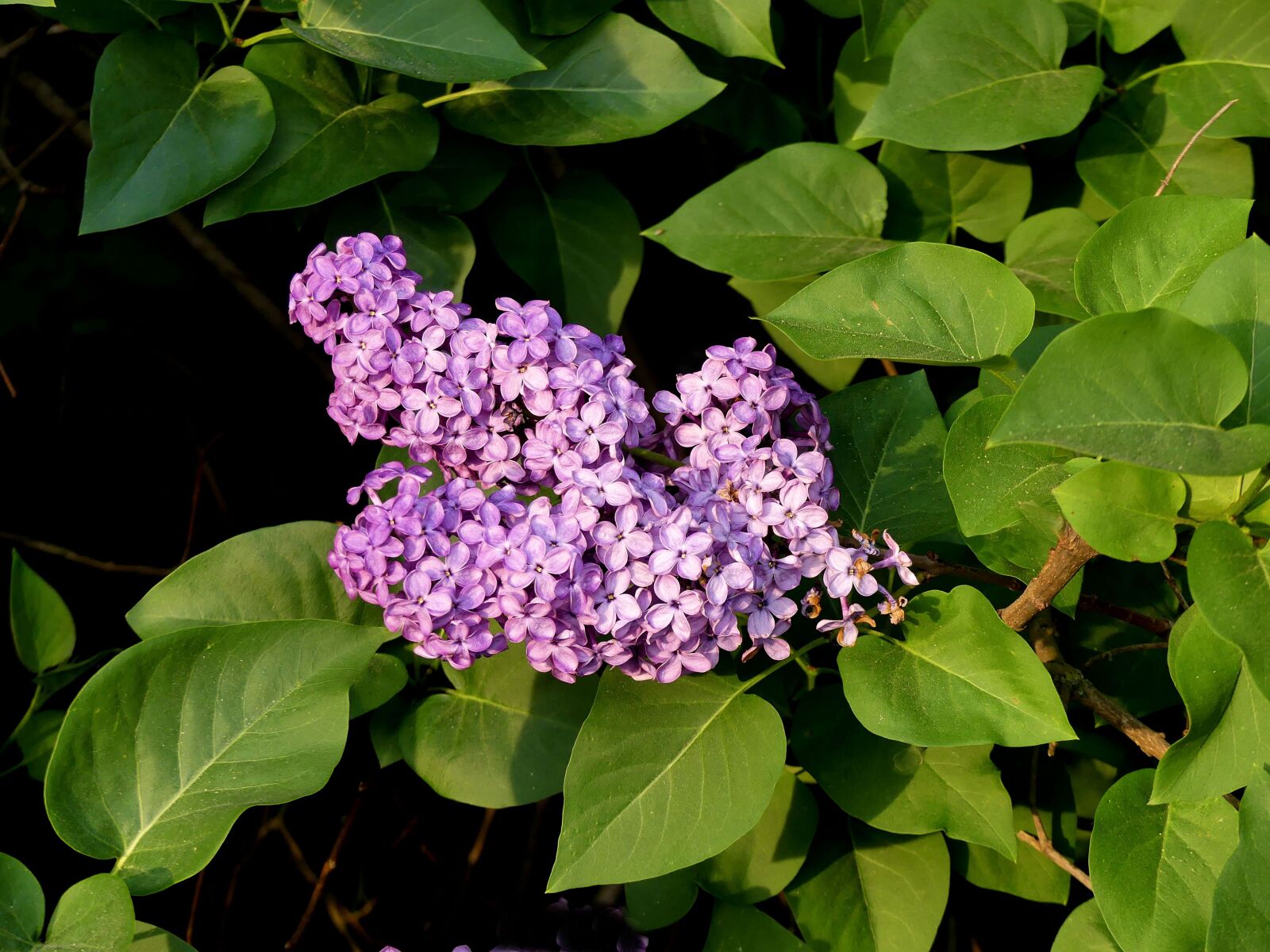 Panasonic Lumix DMC-FZ300 sample photo. Lilac, purple, spring photography