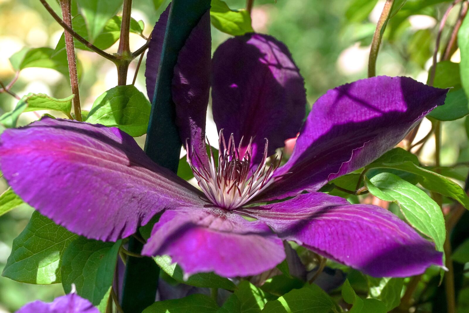 Sony DT 18-135mm F3.5-5.6 SAM sample photo. Clematis, violet, climber plant photography