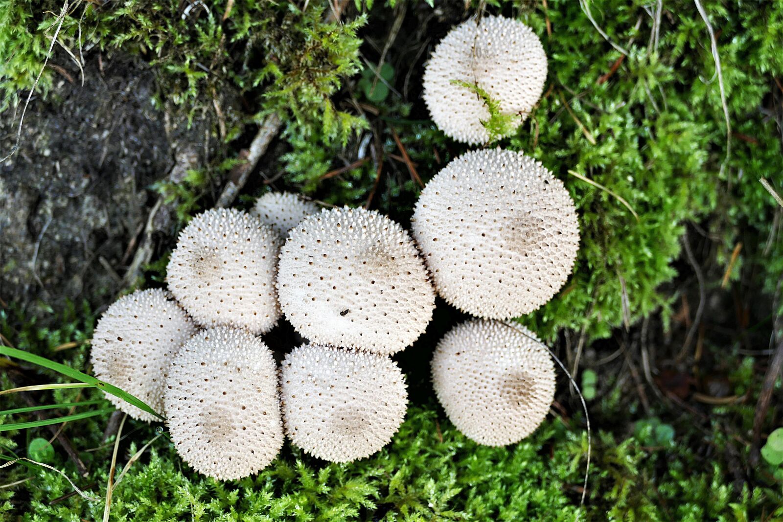 Panasonic Lumix DMC-FZ1000 sample photo. Mushrooms, bottle umbrinum, bovist photography