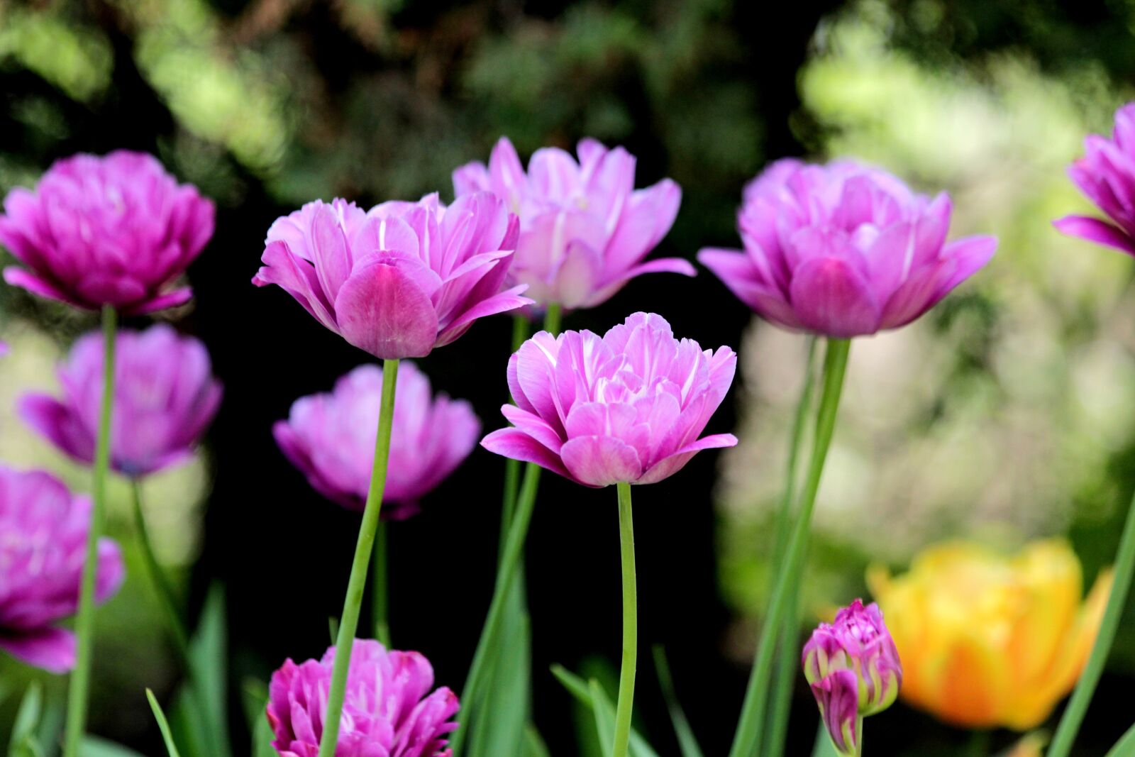 Canon EOS 650D (EOS Rebel T4i / EOS Kiss X6i) sample photo. Tulips, flowers, spring photography