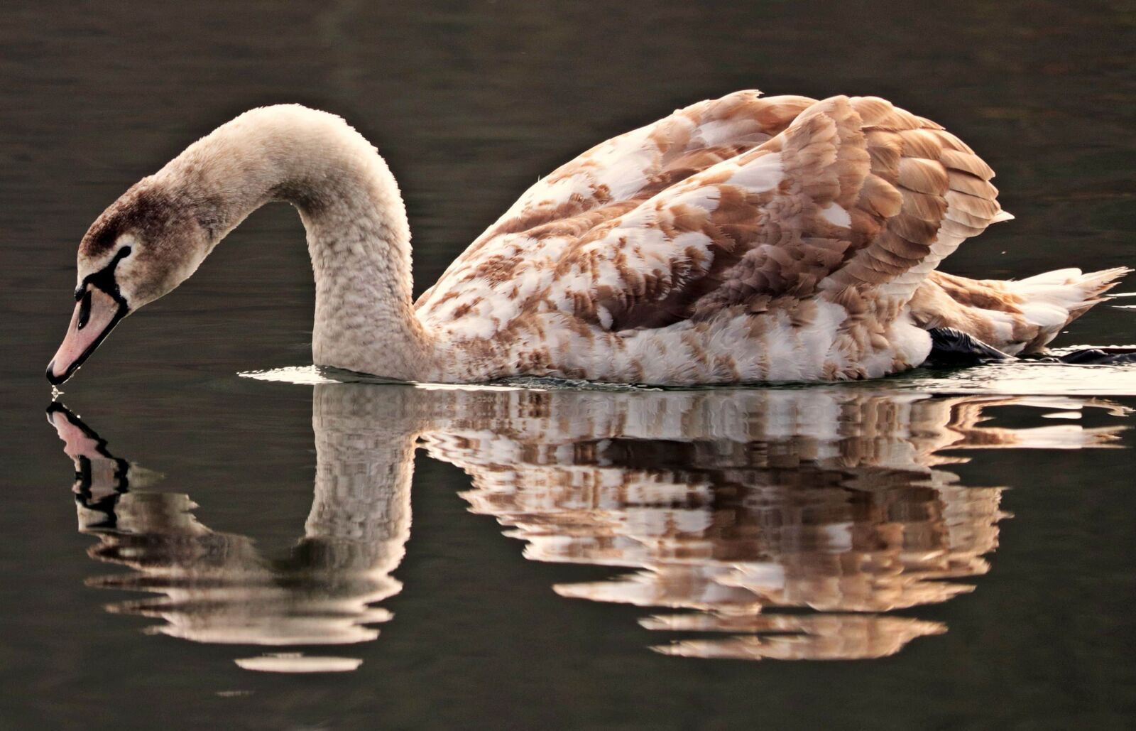 Canon EOS 80D sample photo. Wildlife, bird, nature, goose photography