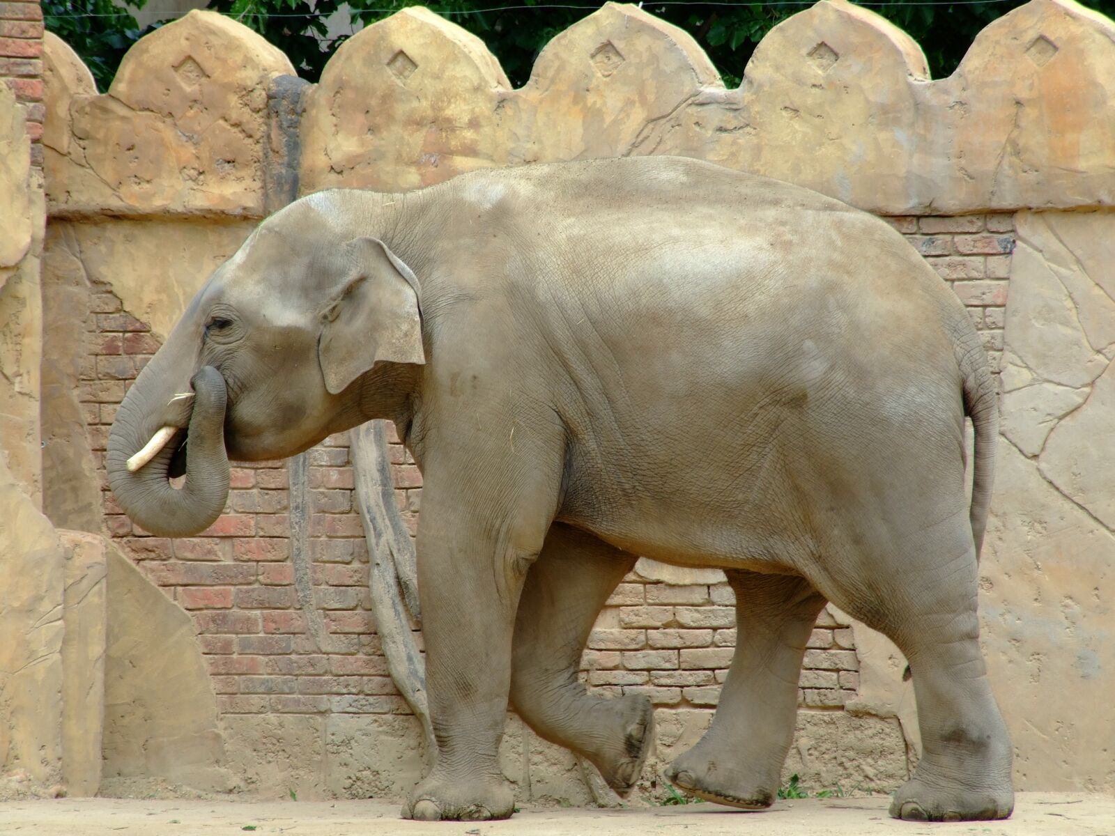 Fujifilm FinePix S6500fd sample photo. Elephant, nature, animal photography