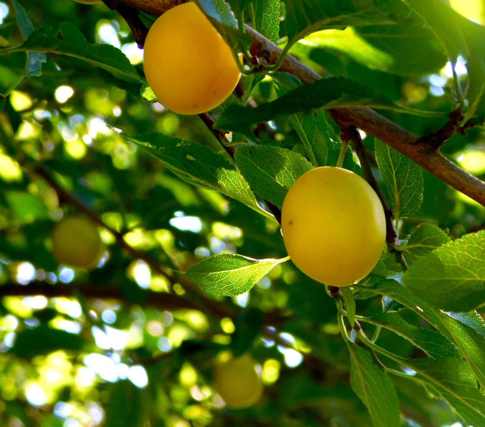 Nikon Coolpix L840 sample photo. Fruit, fruits, yellow plums photography