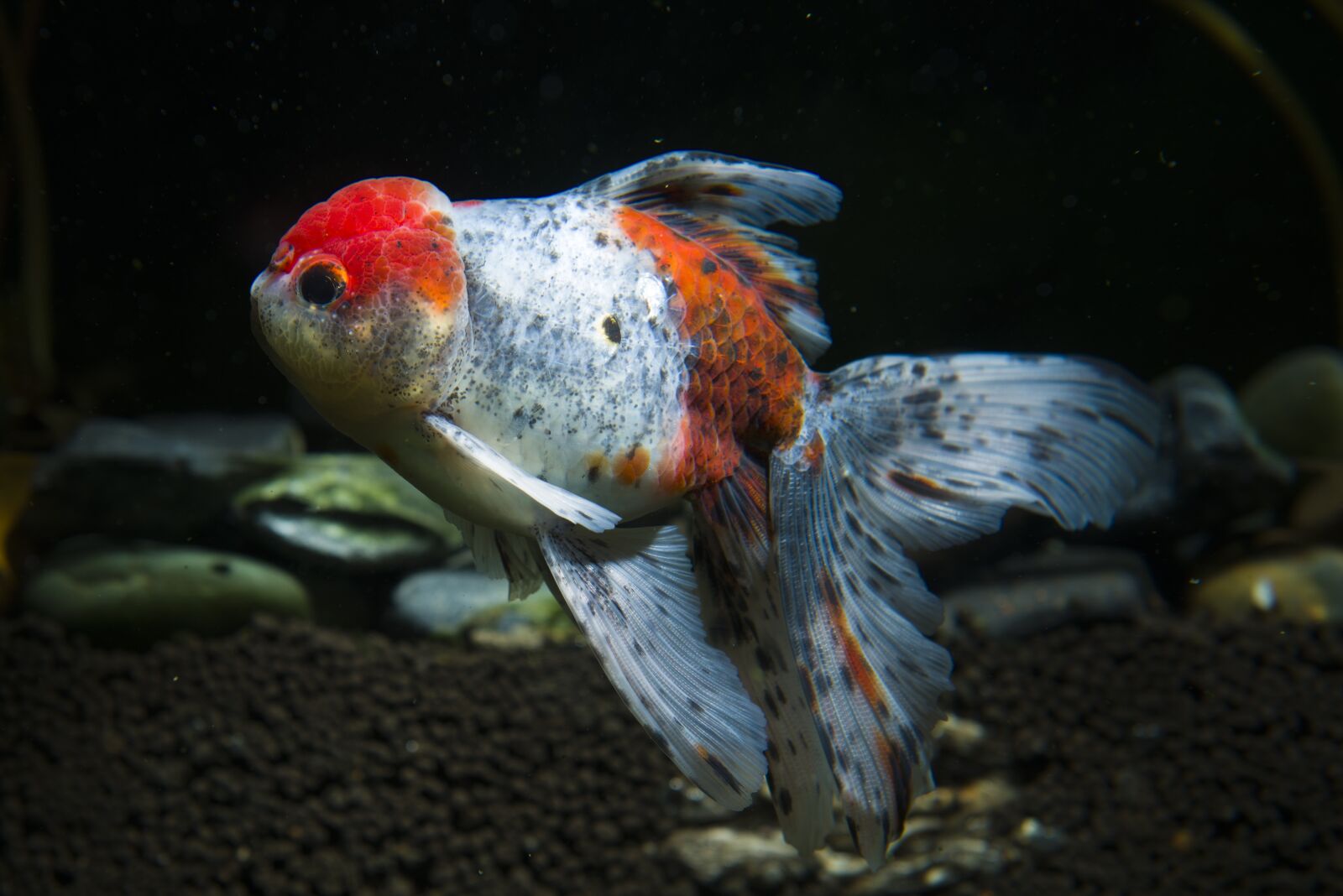 Nikon D800 sample photo. Pets, ornamental fish, goldfish photography