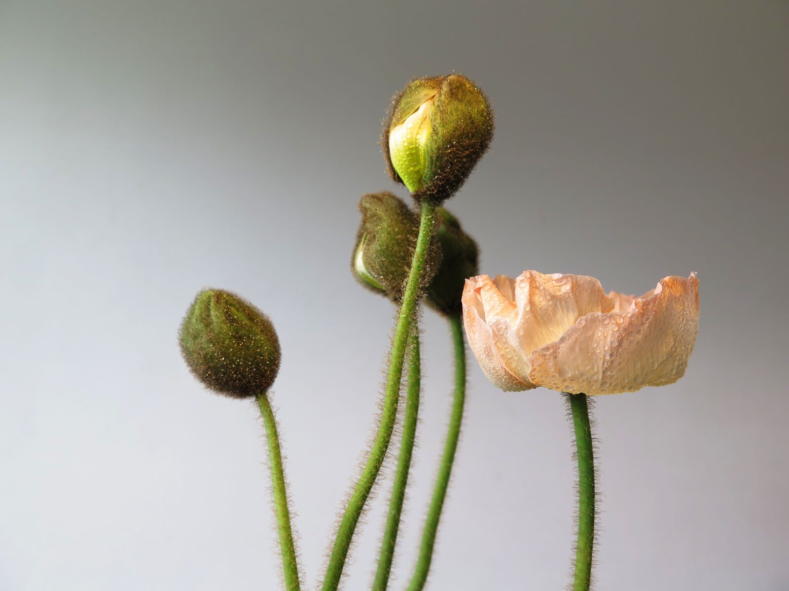Canon PowerShot G16 sample photo. Spring, flourished, poppy photography
