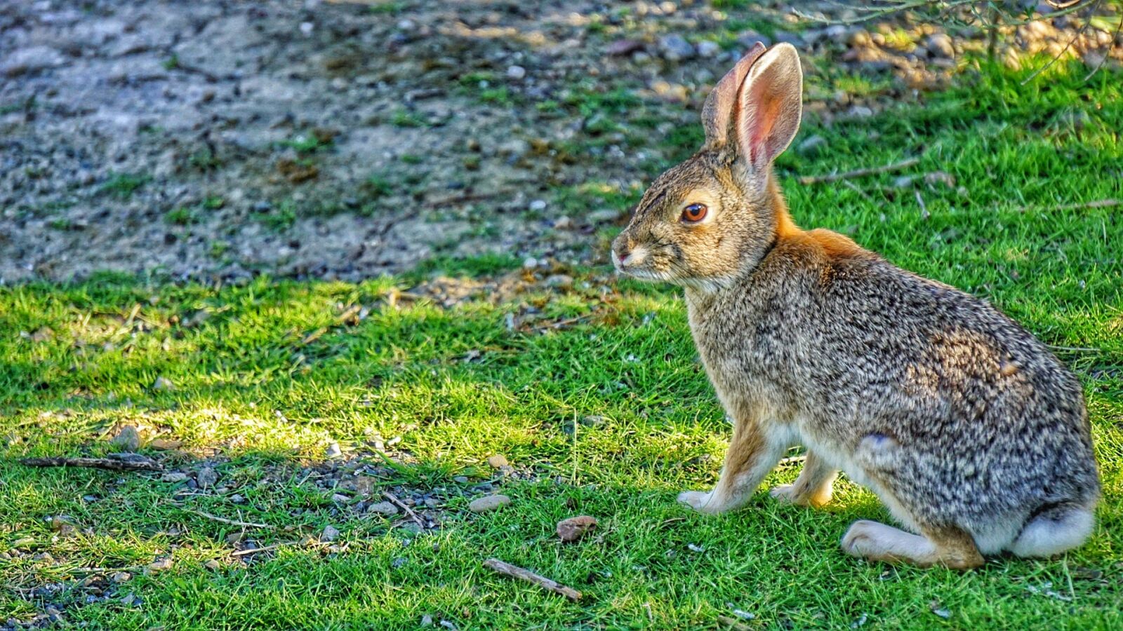 Sony E 55-210mm F4.5-6.3 OSS sample photo. Hare, rabbit, bunny photography