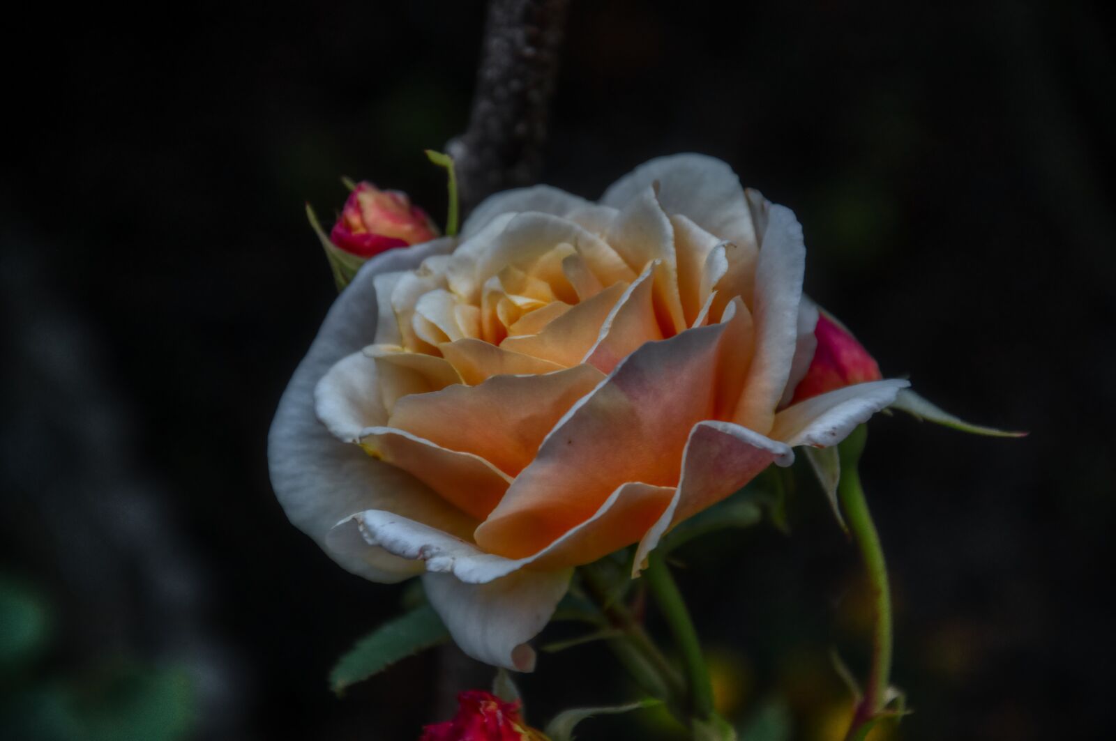 Nikon D5000 sample photo. Rose, bud, dark photography