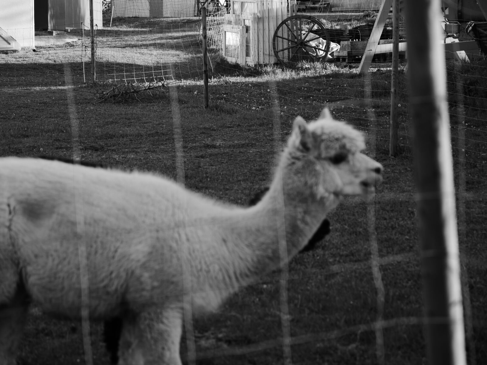 LEICA DG 12-60/F2.8-4.0 sample photo. Alpaca, lama, animal photography