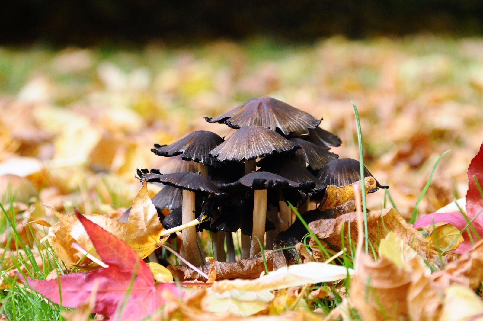 Nikon D300 sample photo. Fungus, undergrowth, fall photography