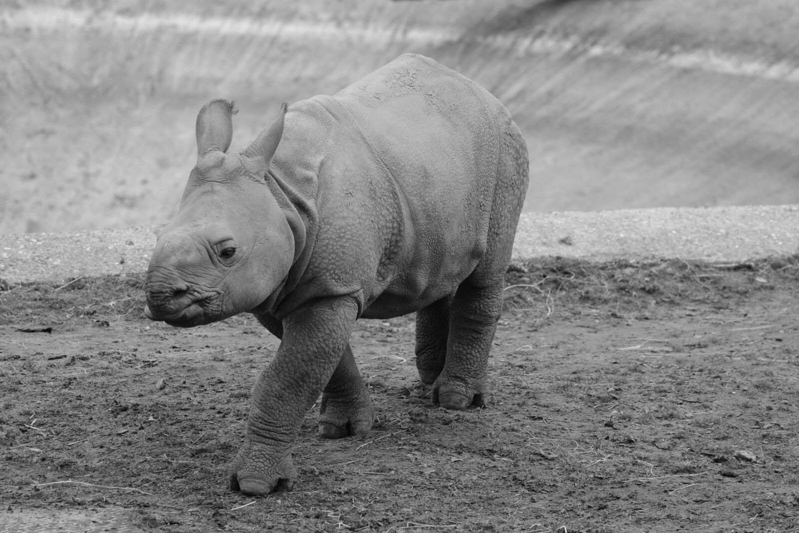 Nikon D5200 sample photo. Rhino, baby rhinoceros, animal photography