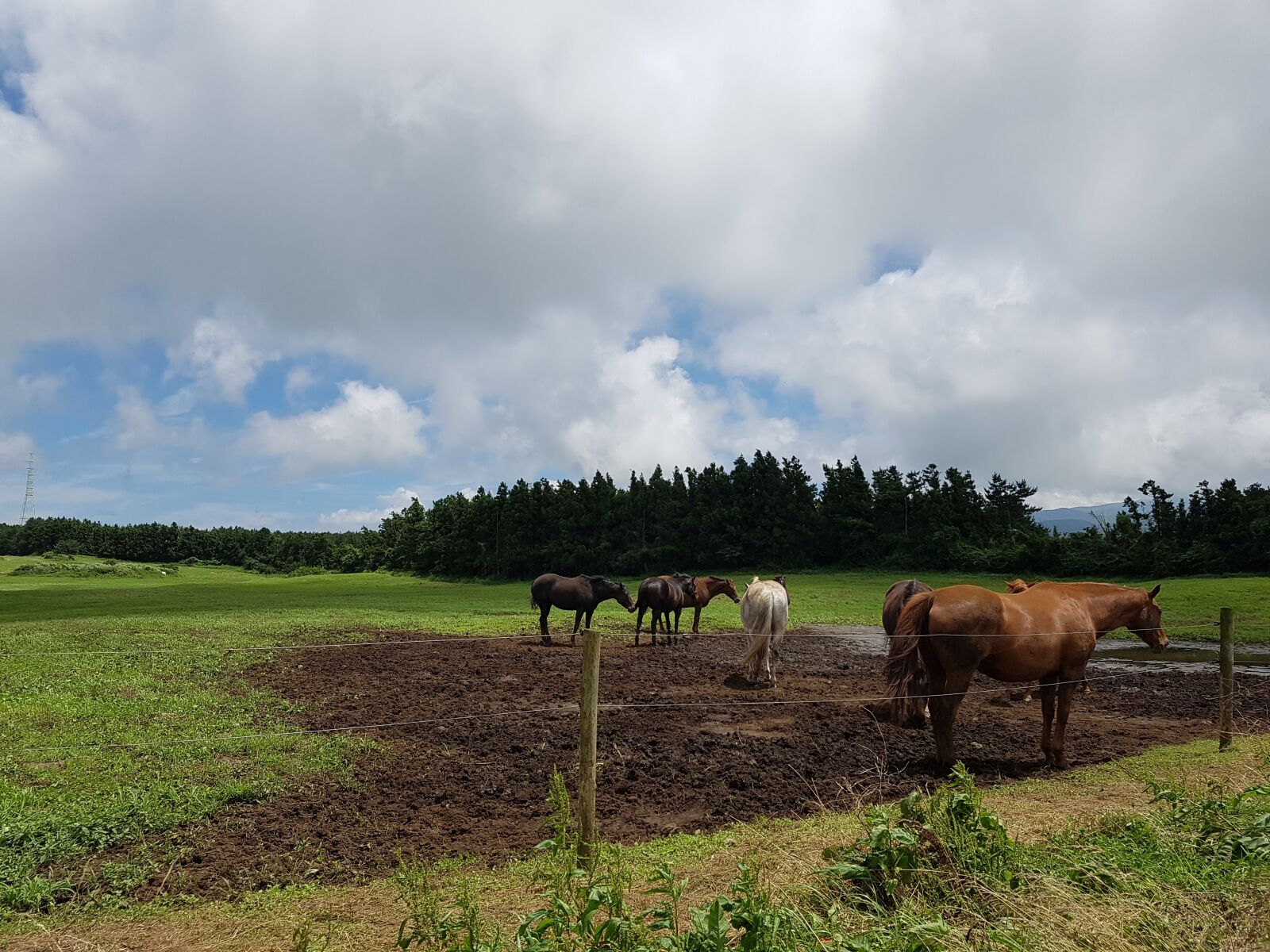 Samsung Galaxy S7 sample photo. Horse, jeju, ranch photography