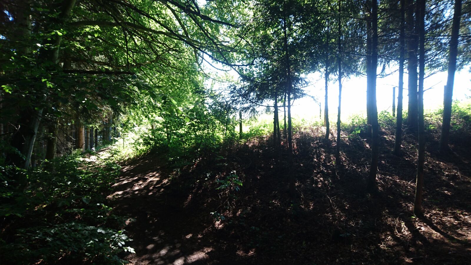 Sony Xperia Z5 Compact sample photo. Forest, light, forest path photography