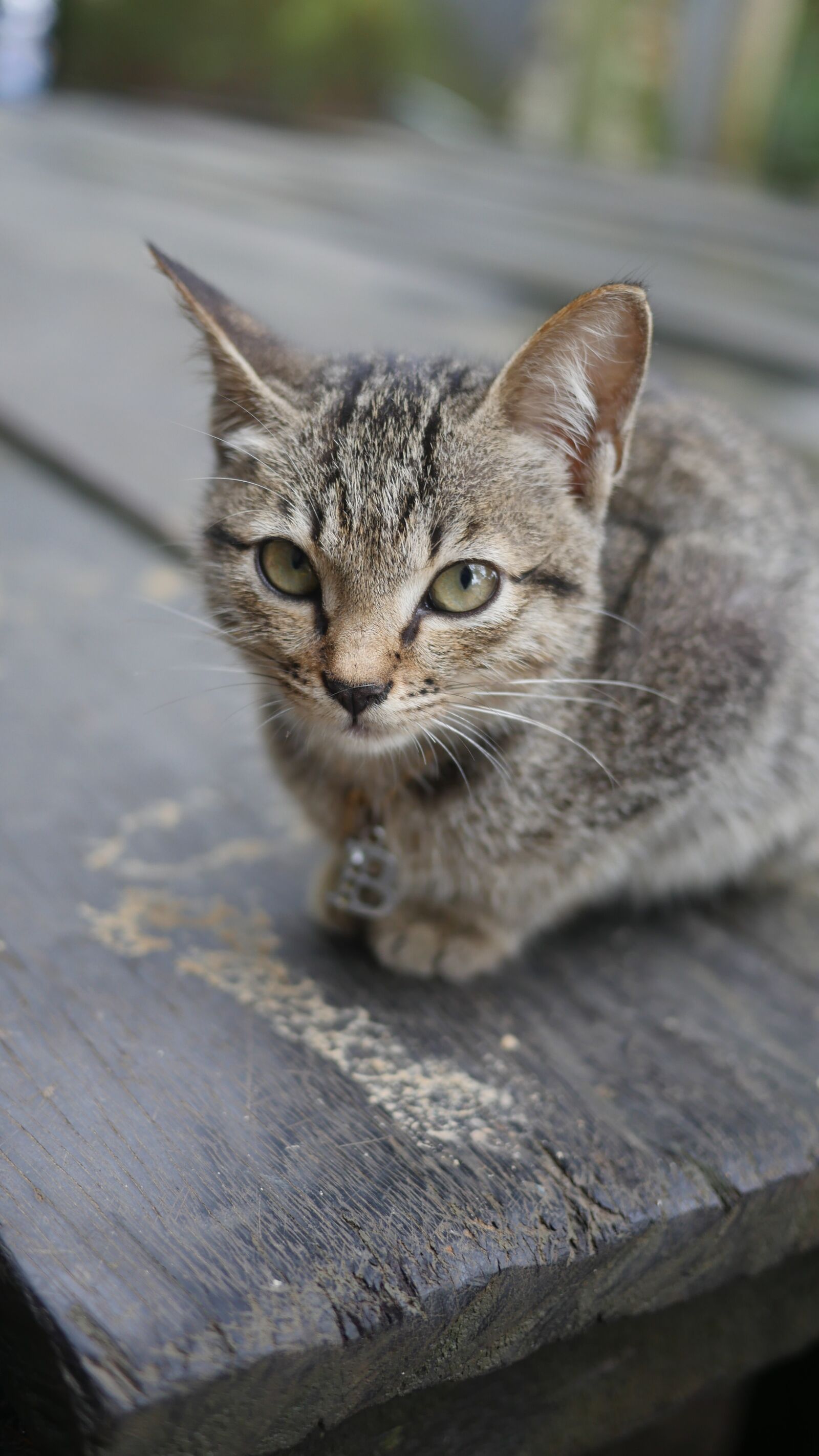 Panasonic Lumix DMC-GH4 sample photo. Cat, kitten, animals photography