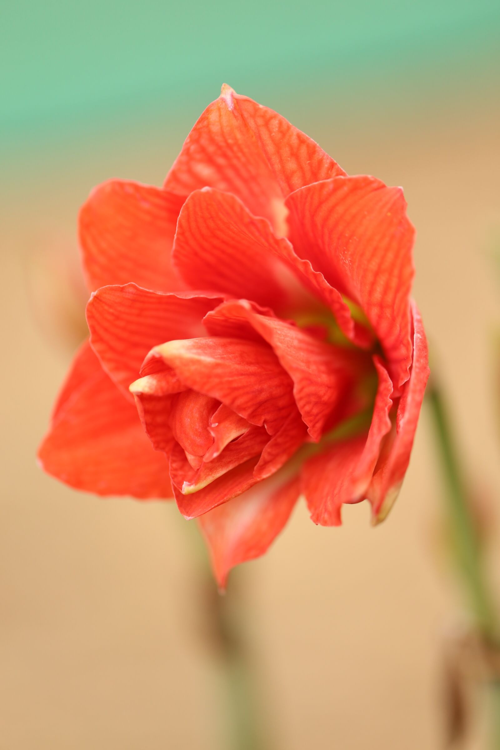 Canon EF 100mm F2.8L Macro IS USM sample photo. Flower, nature, flora photography