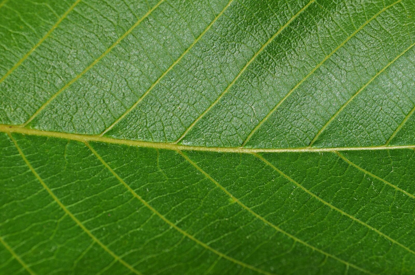 Nikon D5100 sample photo. Leaf, walnut, foliage photography