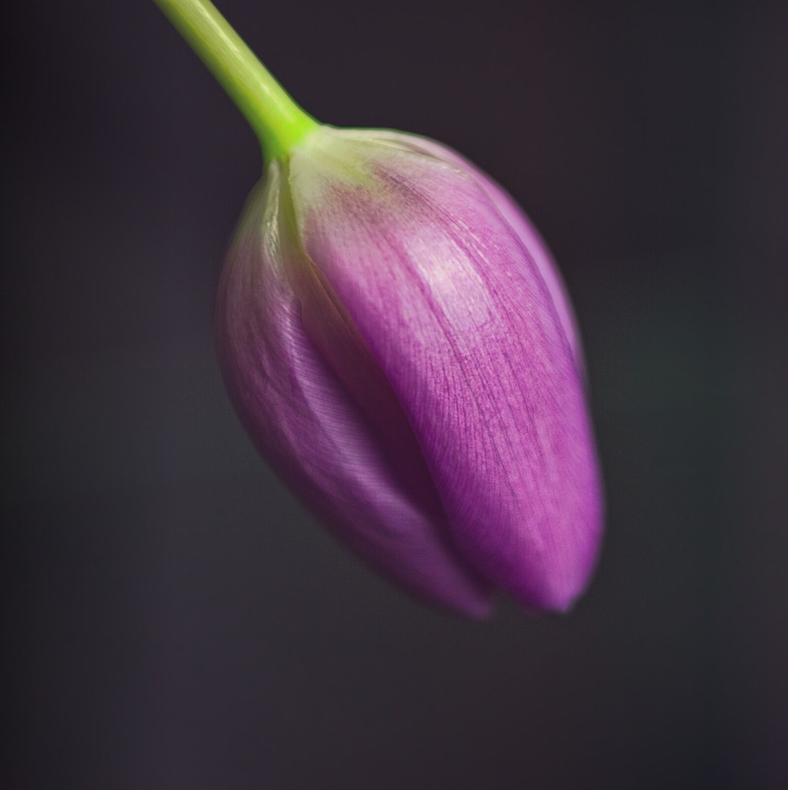 Canon EOS 6D sample photo. Blossom, bloom, nature photography