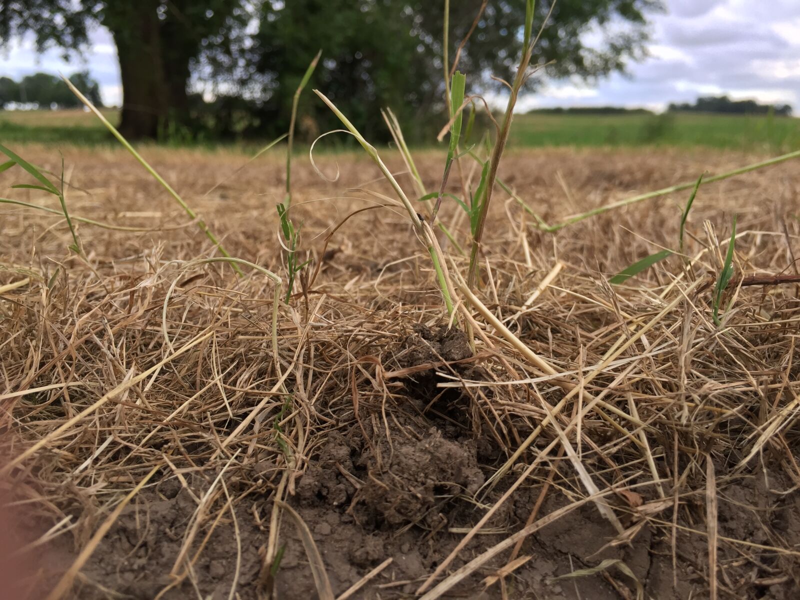 iPhone 6 back camera 4.15mm f/2.2 sample photo. Brown, grass photography