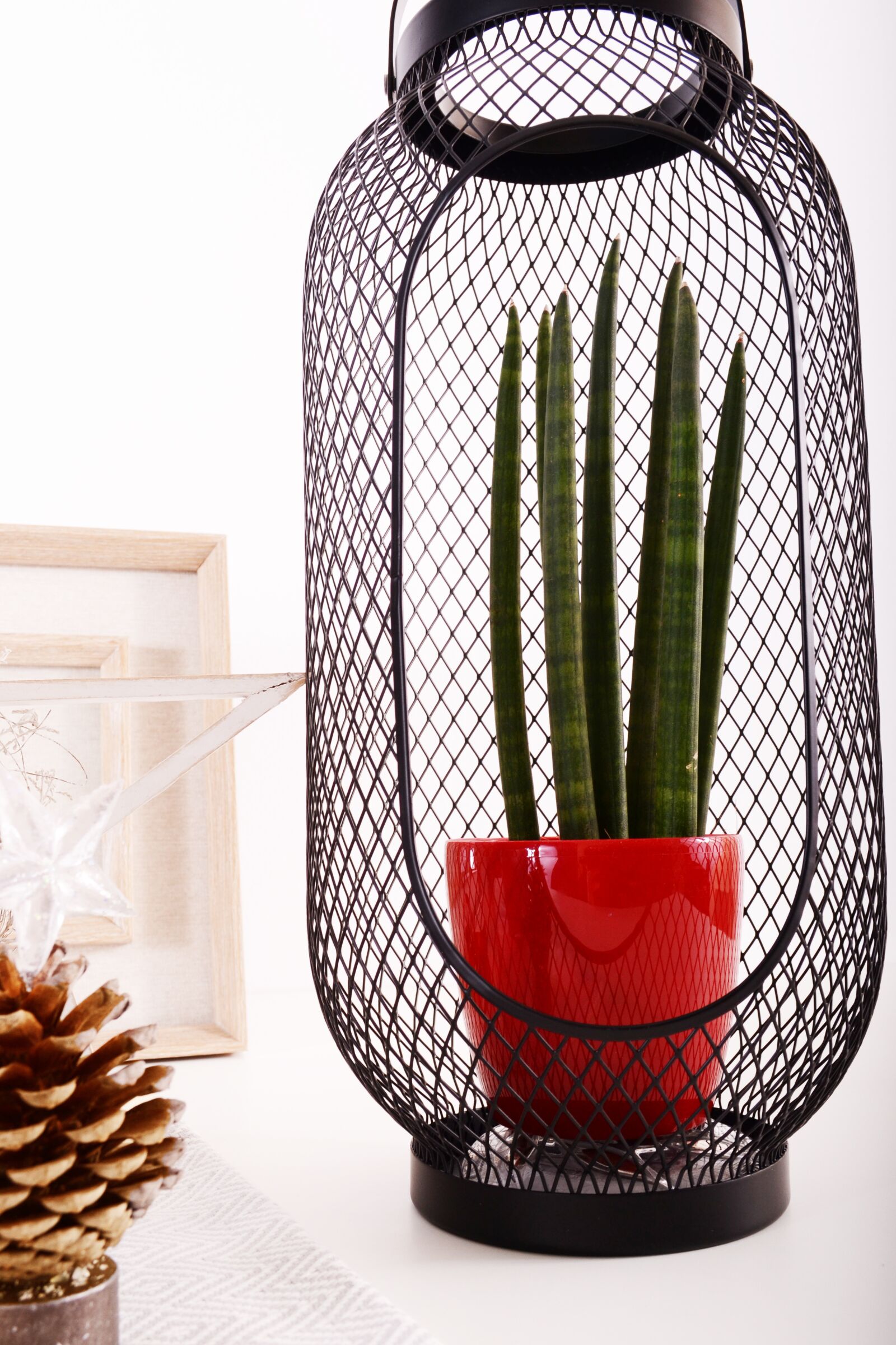 Nikon D3100 sample photo. Decoration, flowerpots, flower photography