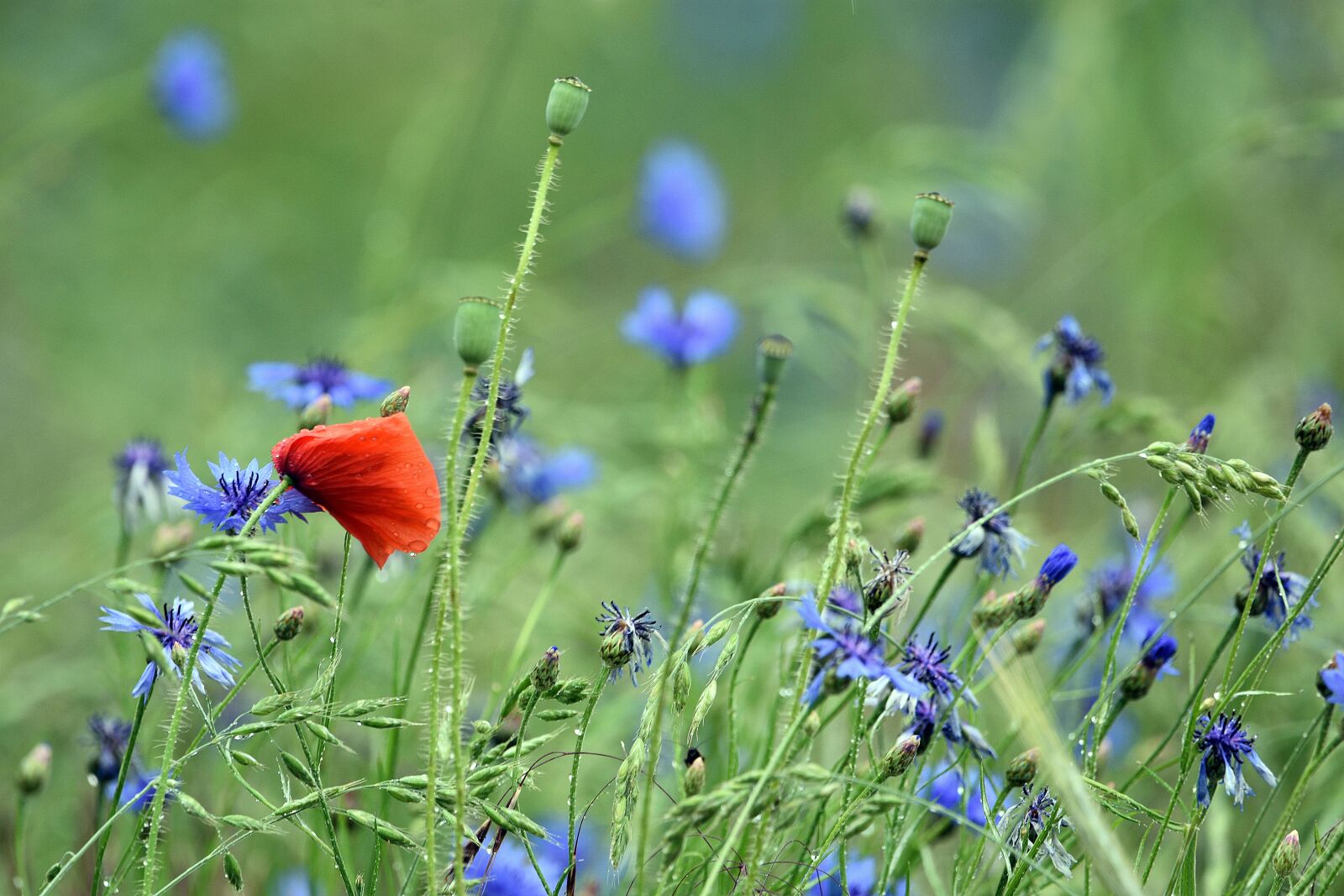 Nikon D3400 sample photo. Poppy, poppies, meadow photography