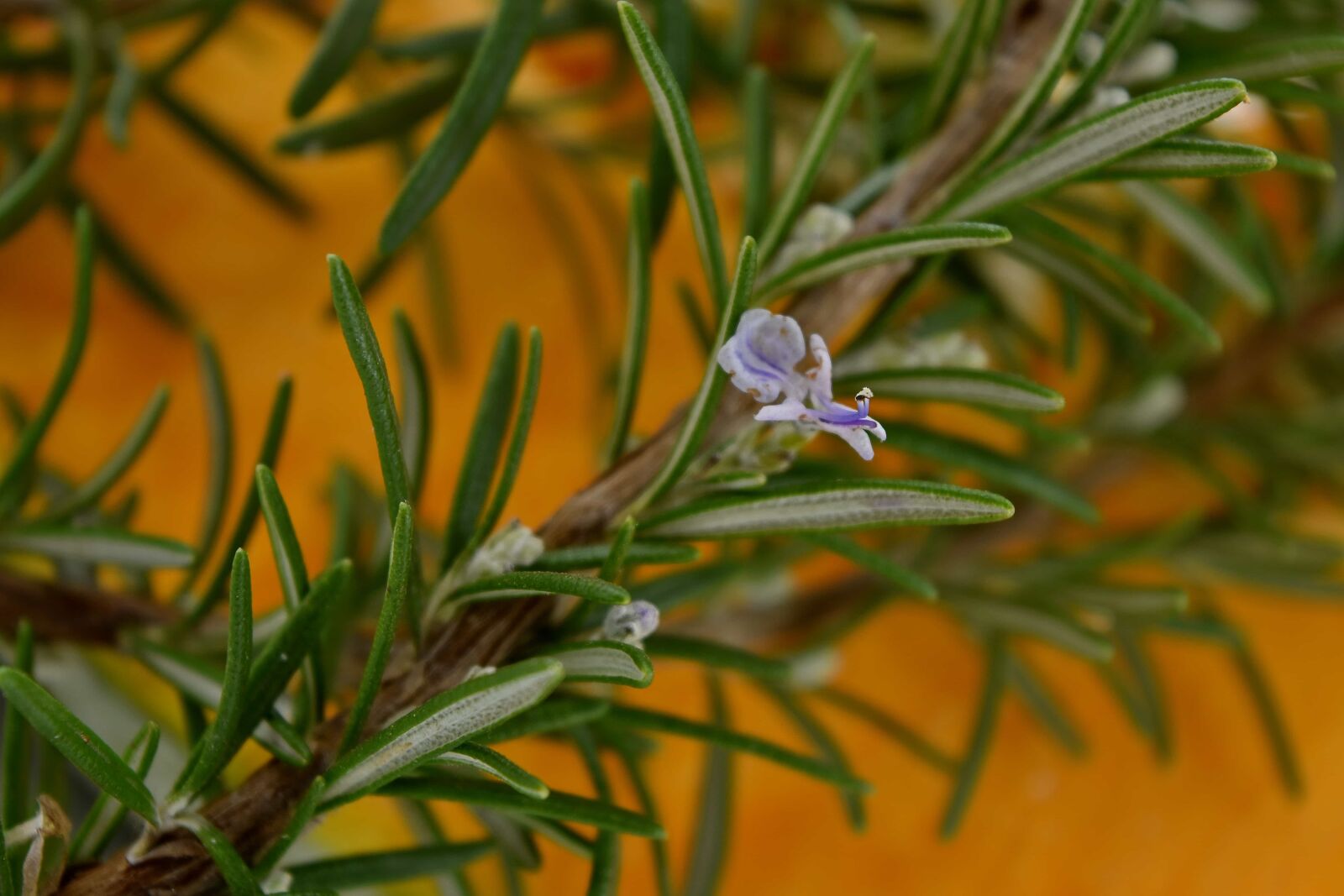 Nikon D5500 sample photo. Fragrance, rosemary, wildflower, herb photography