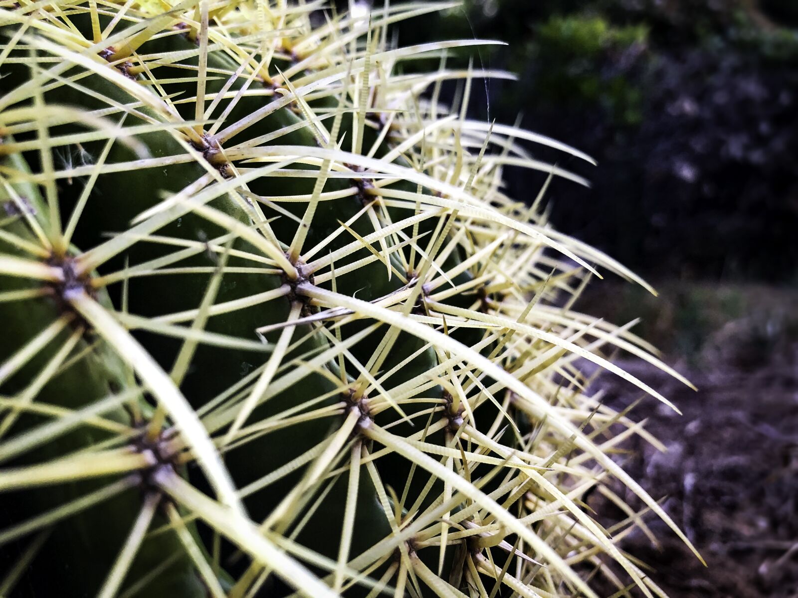 iPhone X back dual camera 4mm f/1.8 sample photo. Cactus, spur, prickly photography
