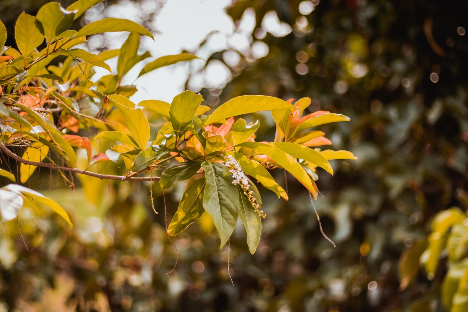Canon EOS 700D (EOS Rebel T5i / EOS Kiss X7i) + Canon EF 50mm F1.8 STM sample photo. Thailand, autumn leaves, summer photography