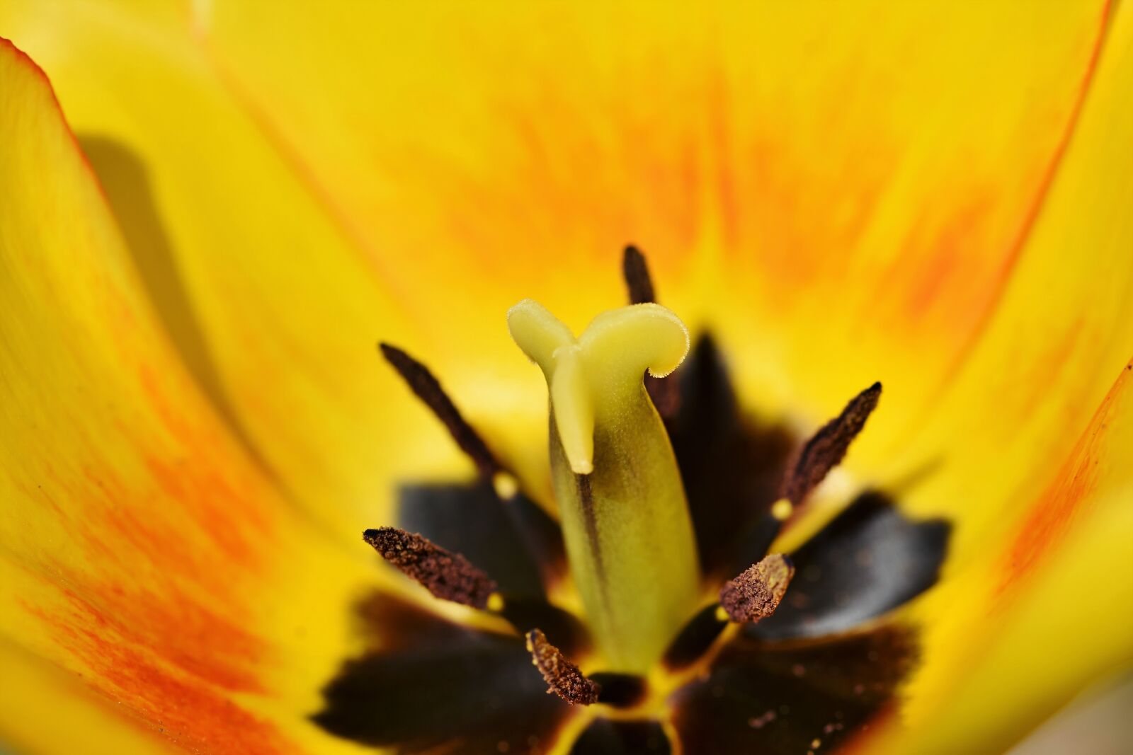 Nikon D7200 sample photo. Tulip, tulpenbluete, tulip field photography