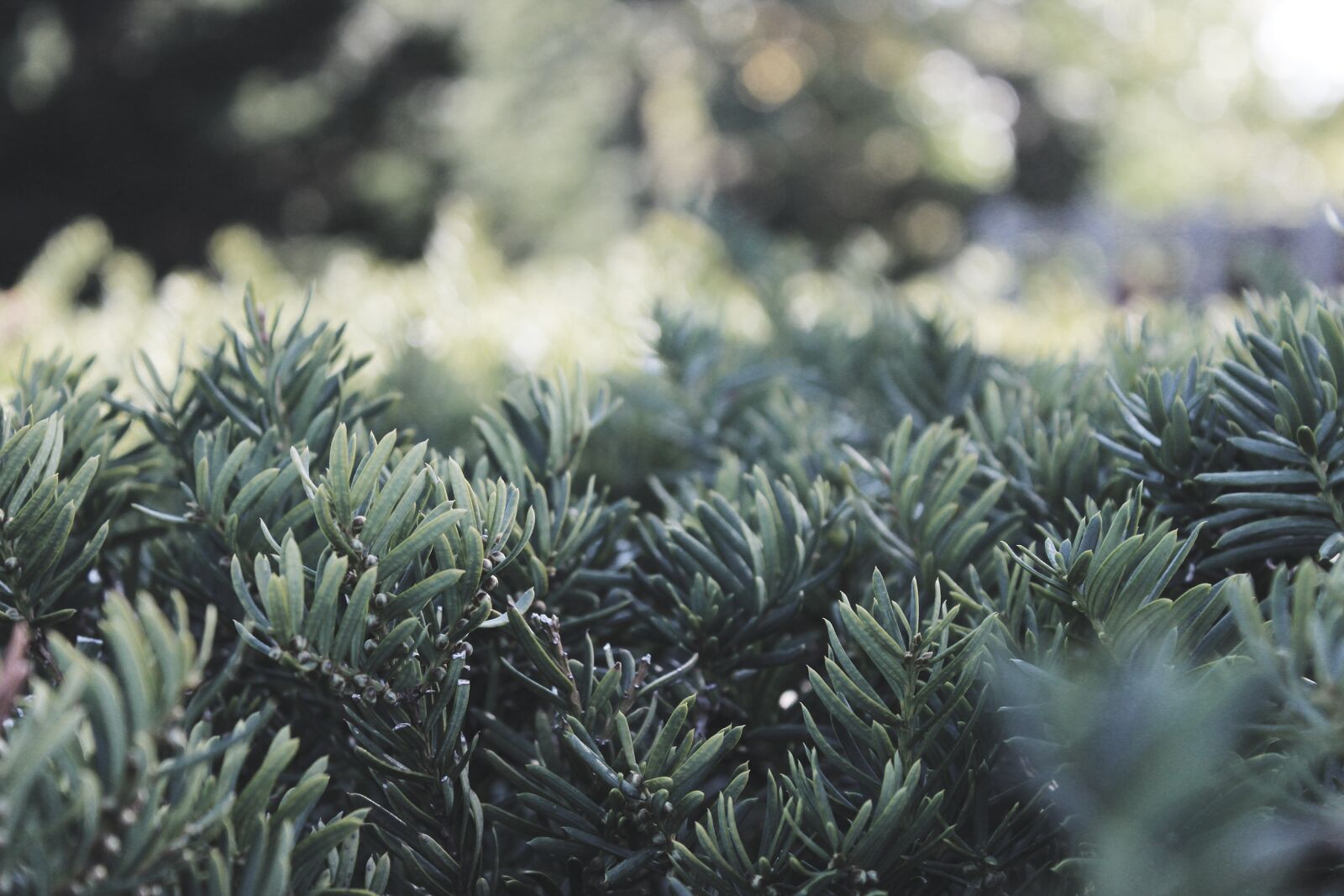 Canon EOS 600D (Rebel EOS T3i / EOS Kiss X5) sample photo. Green, leaves, nature, needles photography