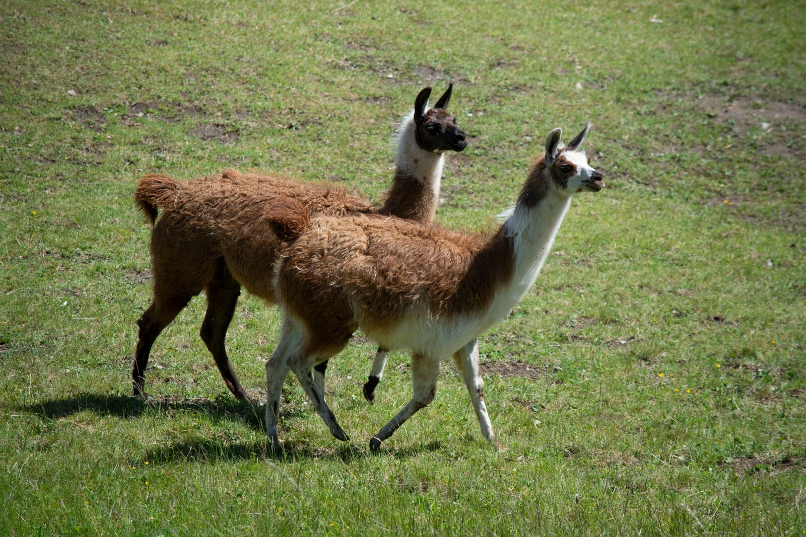 Nikon D7100 sample photo. Lamas, animals, meadow photography