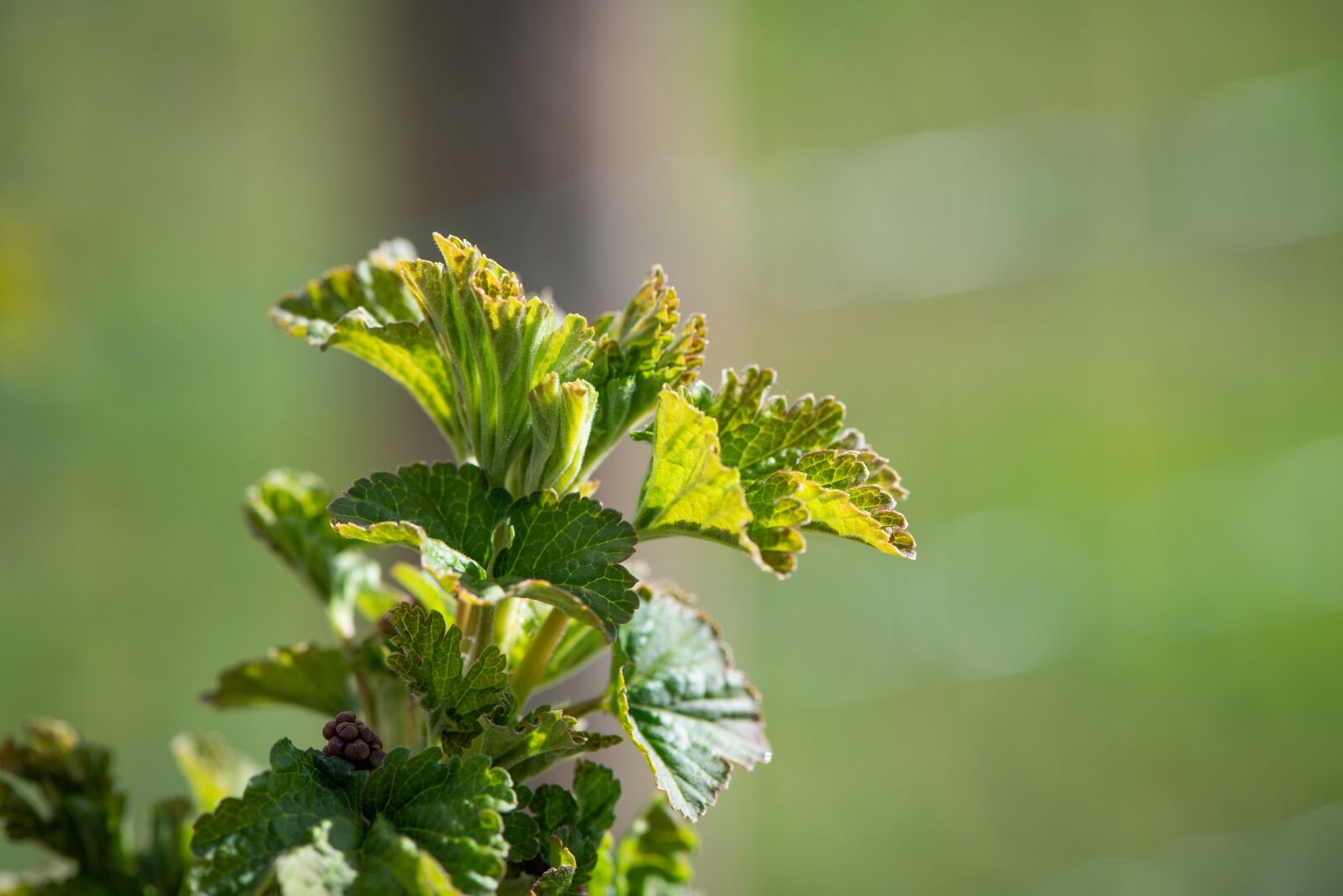 Nikon D750 sample photo. Leaves, green, currant photography