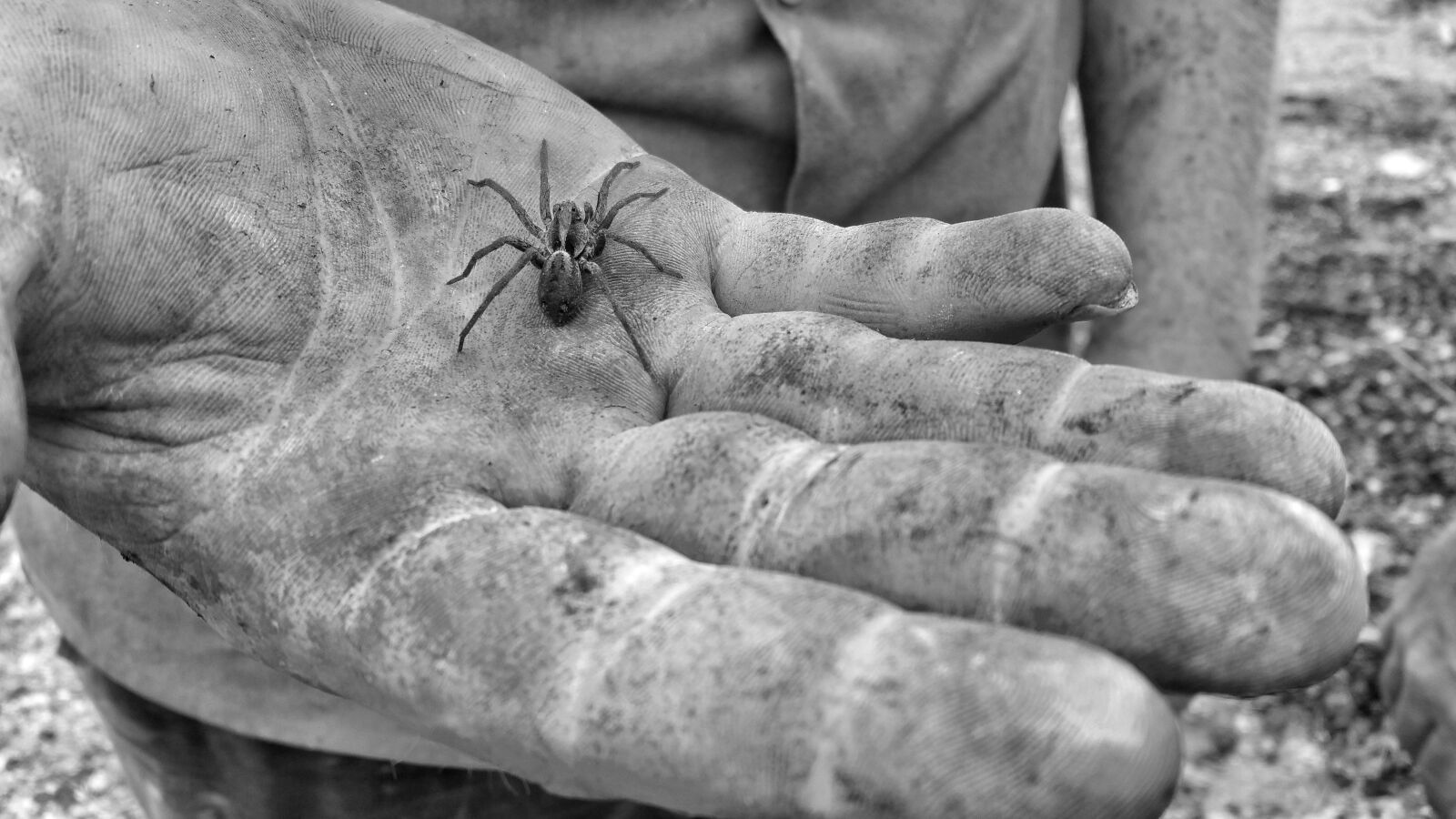 Samsung Galaxy Note4 sample photo. Hand, spider, black and photography