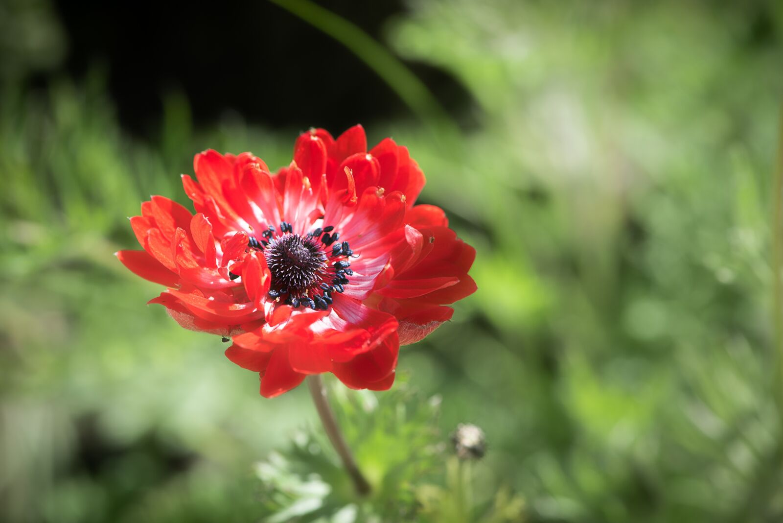 Nikon D750 sample photo. Anemone, red, red anemone photography
