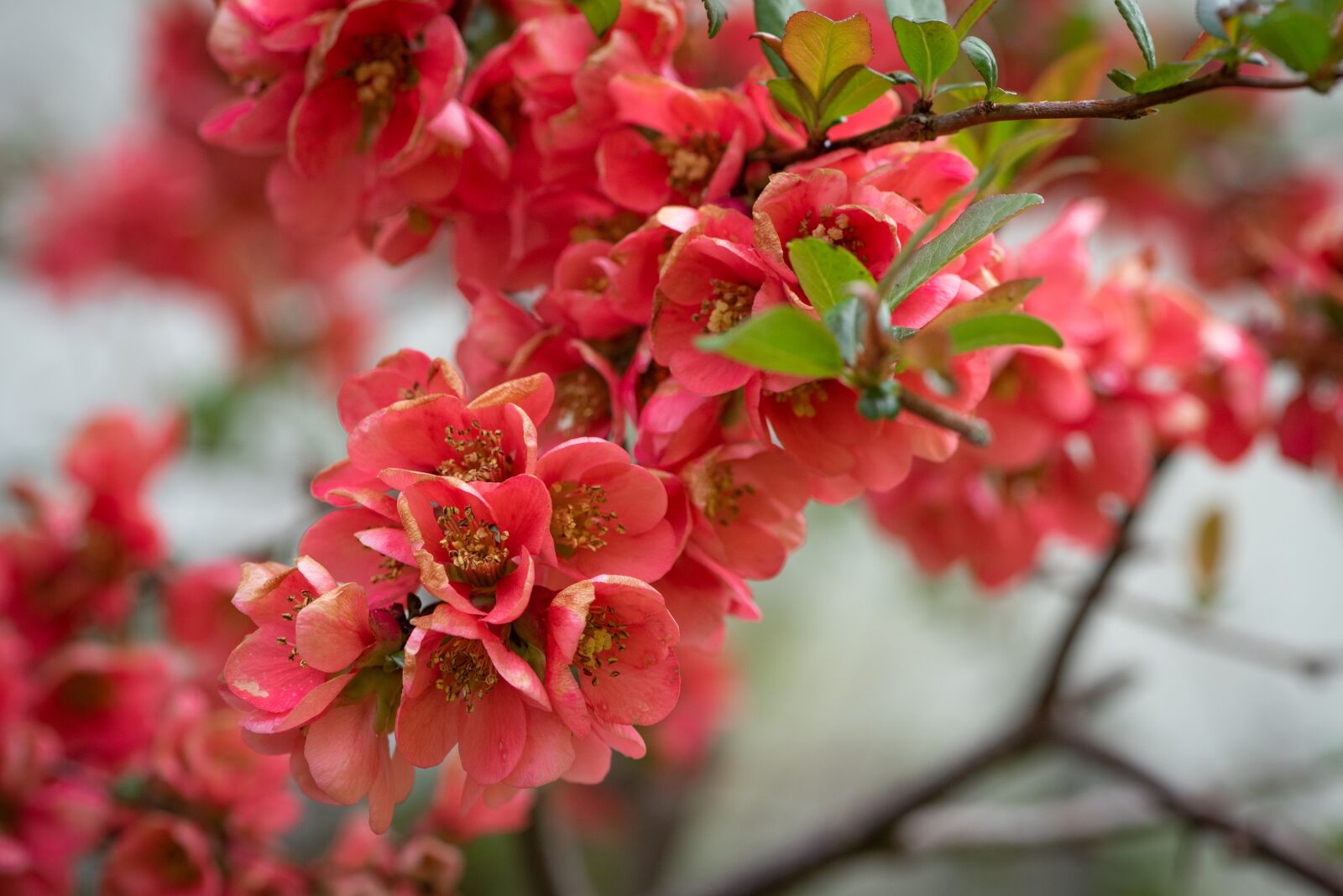 Nikon D750 sample photo. Flowers, branch, spring photography