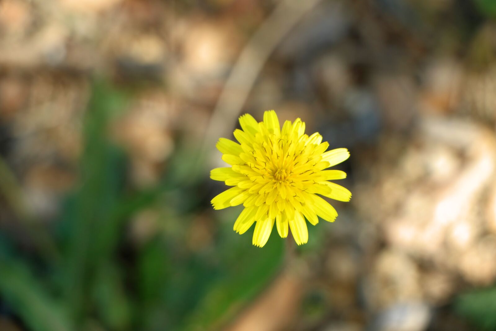 Canon EOS 760D (EOS Rebel T6s / EOS 8000D) sample photo. Flower, yellow, yellow flowers photography