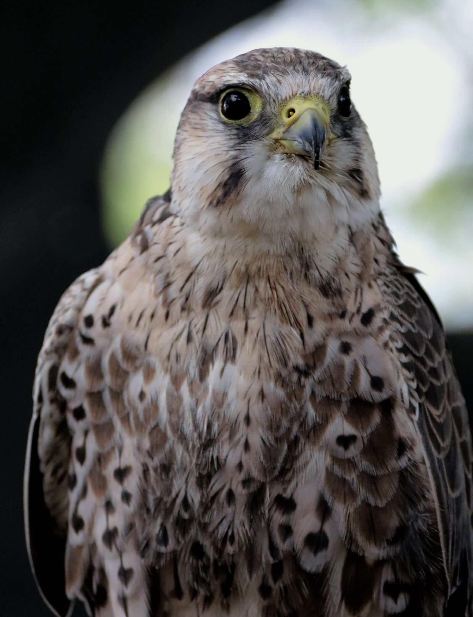 Canon EF 70-300mm F4-5.6L IS USM sample photo. Lanner, falcon, bird photography