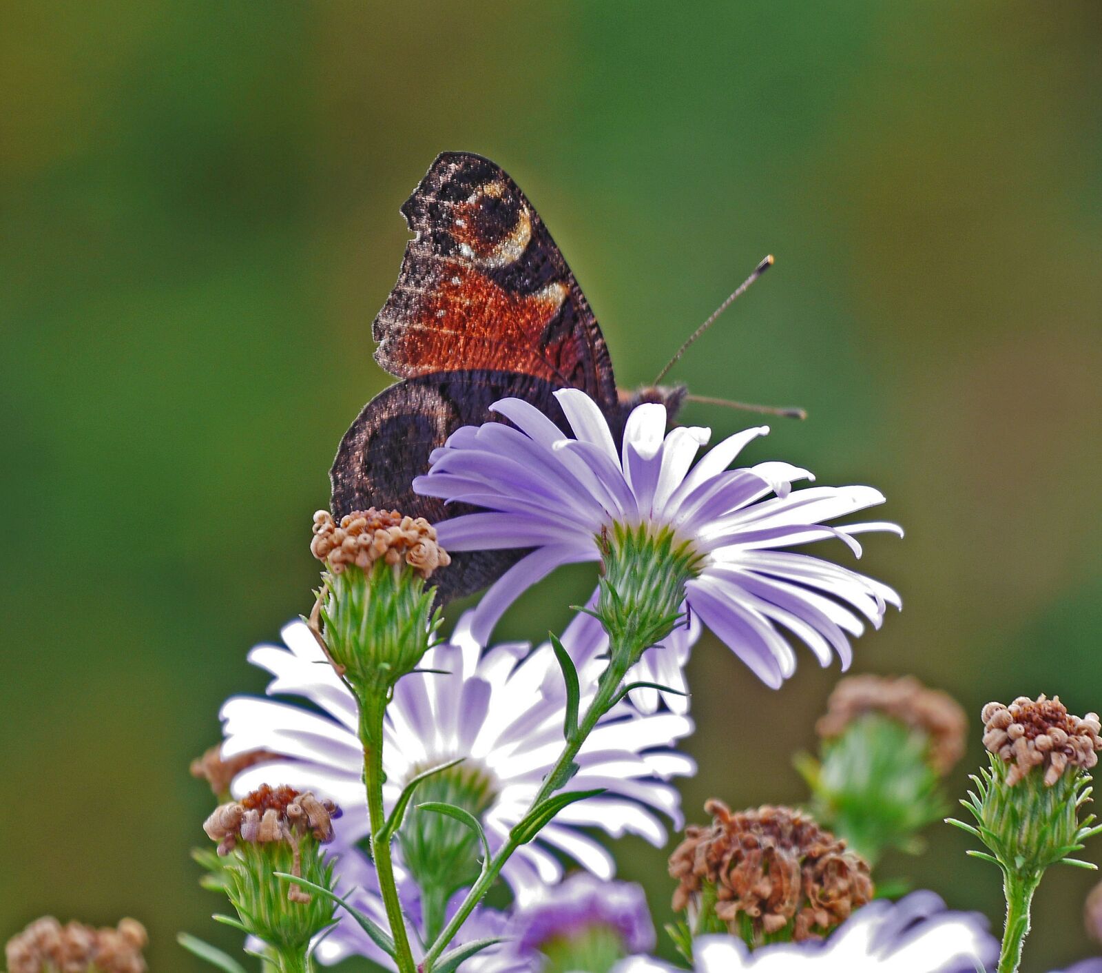 Panasonic Lumix DMC-GH3 sample photo. Asters, autumn flowers, backlighting photography