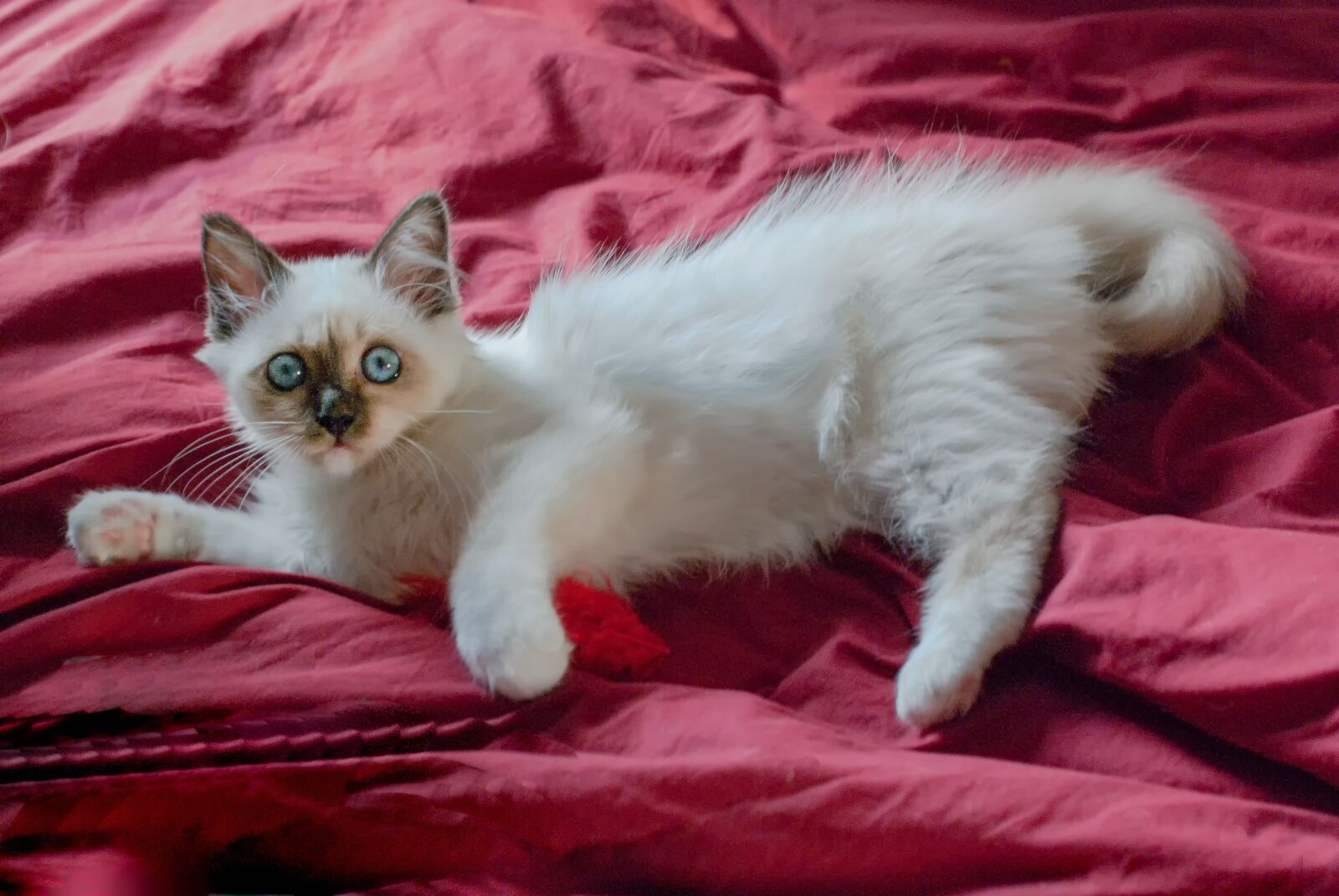 Nikon D80 sample photo. Cat, sacred, burma photography