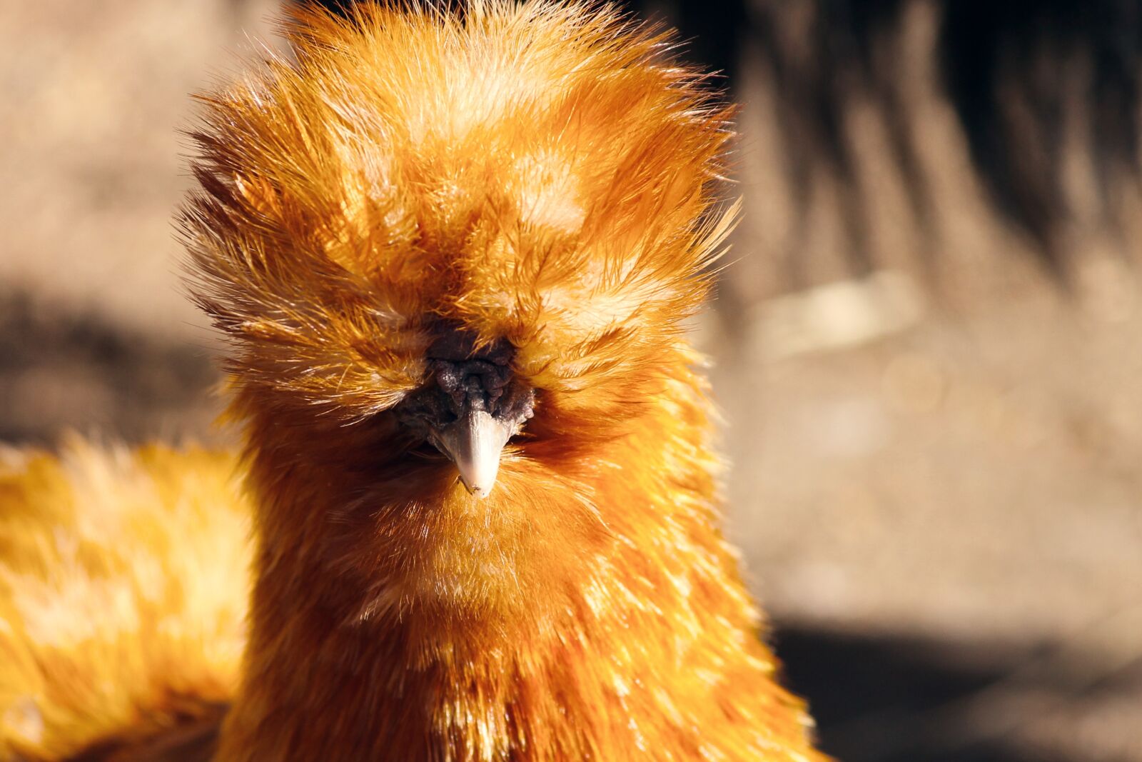 Canon EOS 1100D (EOS Rebel T3 / EOS Kiss X50) sample photo. Cover chicken, chicken, brown photography
