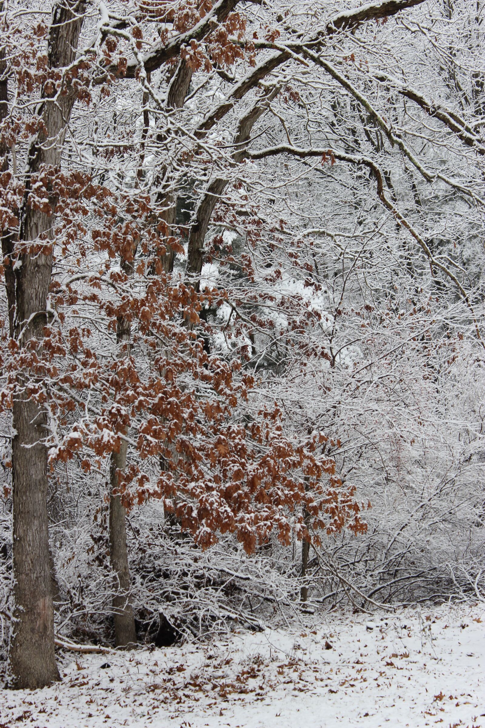 Canon EOS 600D (Rebel EOS T3i / EOS Kiss X5) sample photo. Tree, leaves, snow photography