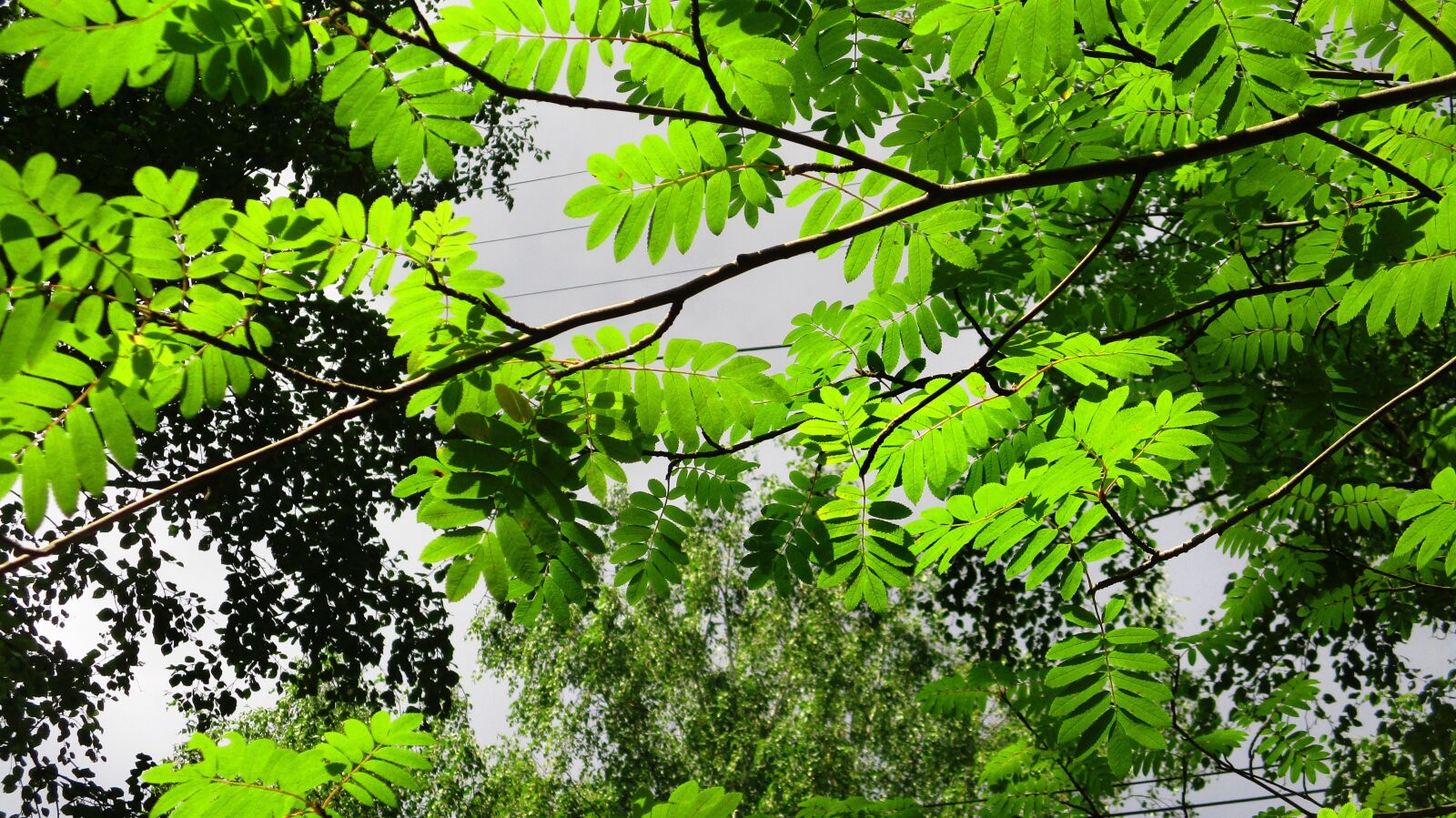 Canon IXUS 185 sample photo. Rowan, leaves, branch photography