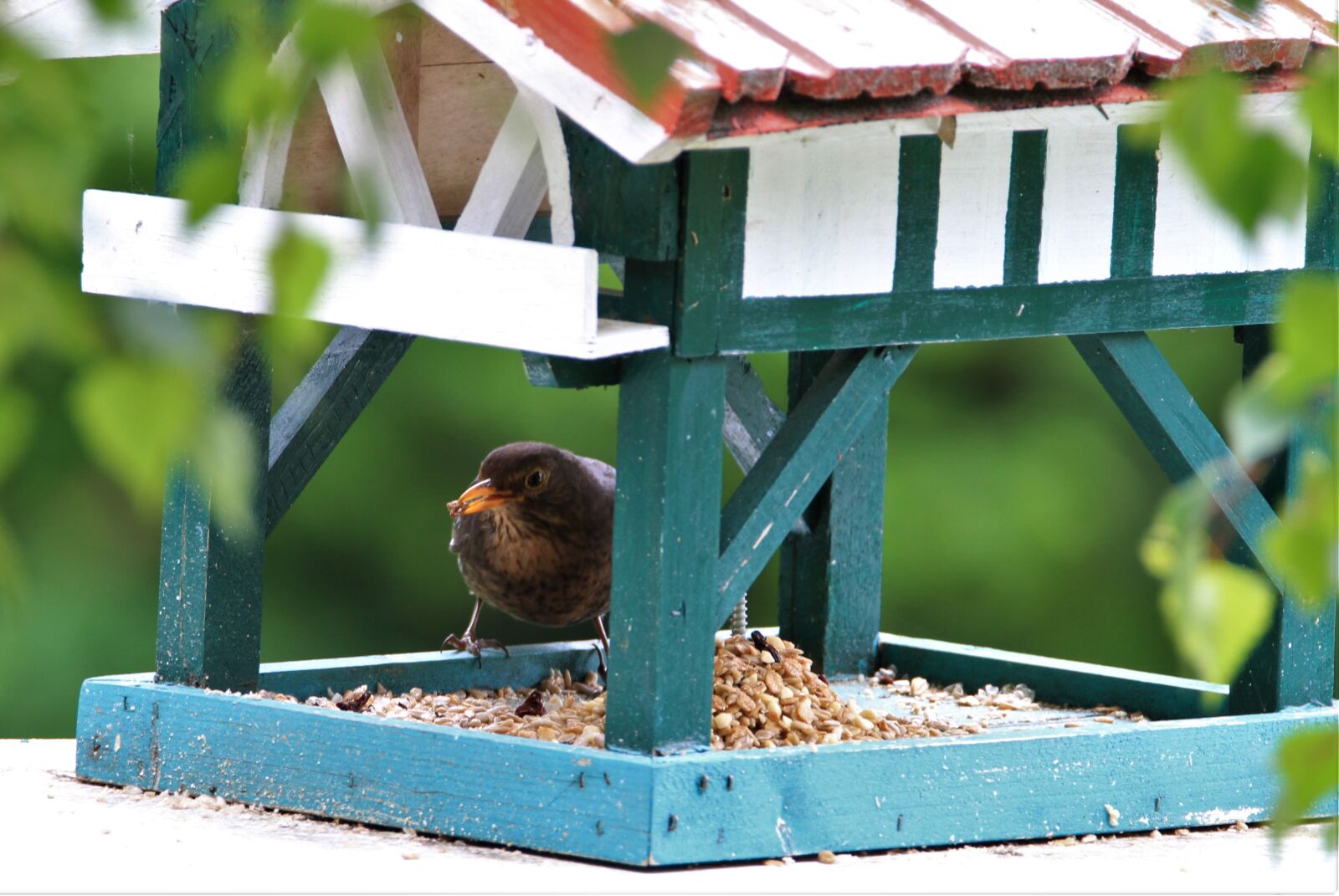 Tamron SP 150-600mm F5-6.3 Di VC USD sample photo. Blackbird, female, songbird photography