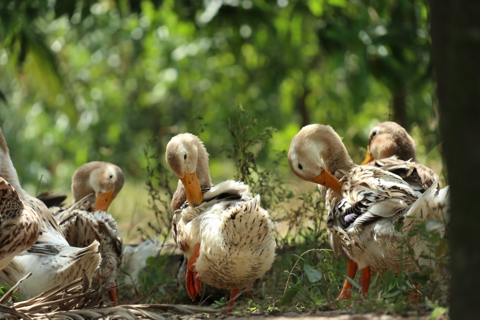 Canon EOS M6 sample photo. Three ducks cleans feather photography