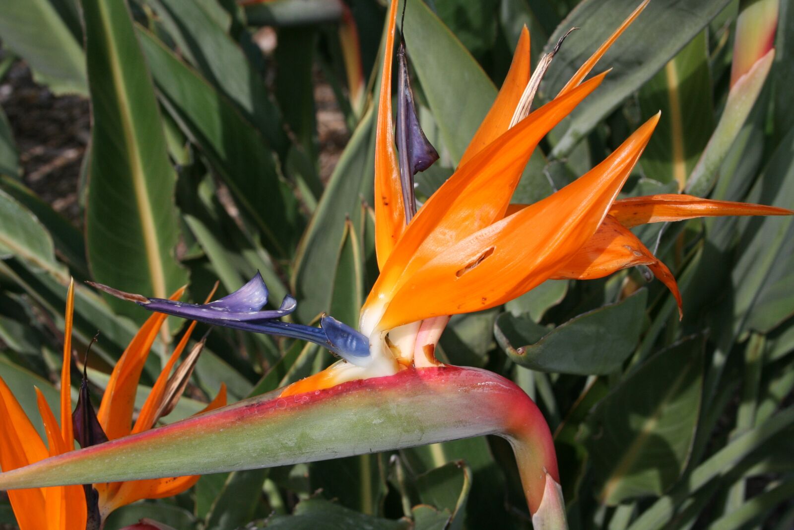 Canon EOS 350D (EOS Digital Rebel XT / EOS Kiss Digital N) sample photo. Bird, paradise, flower photography