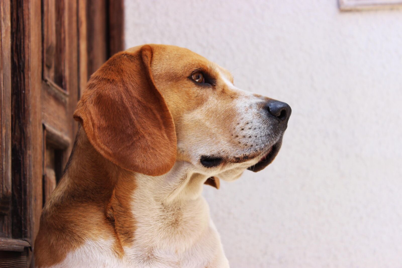 Canon EOS 600D (Rebel EOS T3i / EOS Kiss X5) sample photo. Canine, dog, pet photography