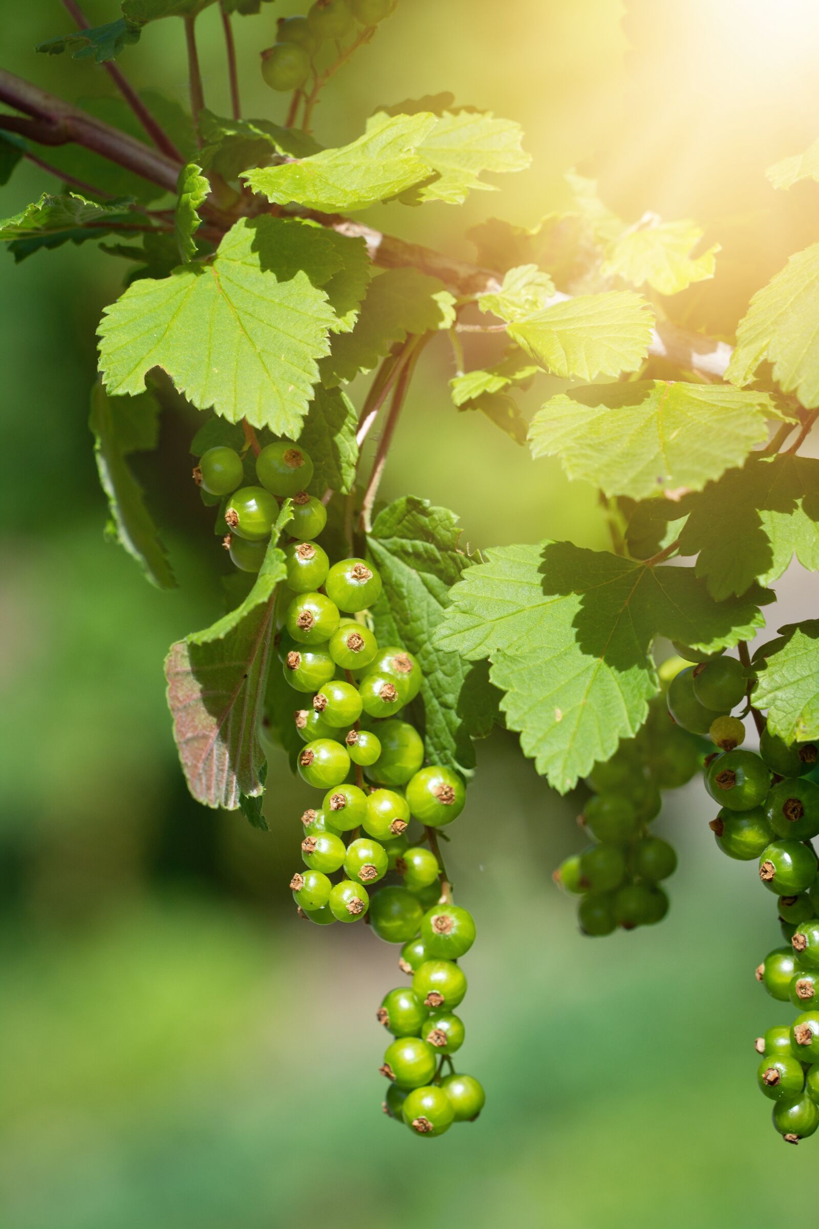 Nikon D7100 sample photo. Currant, green, green berries photography