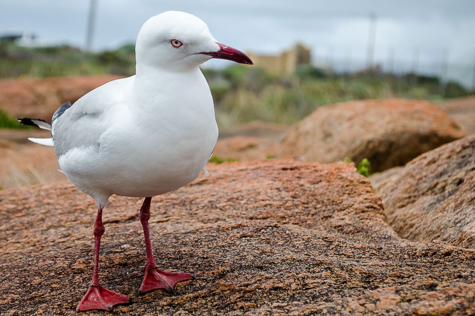 Nikon D5100 sample photo. Seagull, sea, gull photography