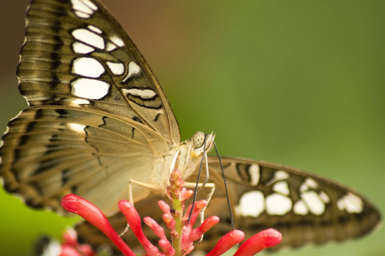 Nikon D3200 sample photo. Butterfly, insect, spots photography